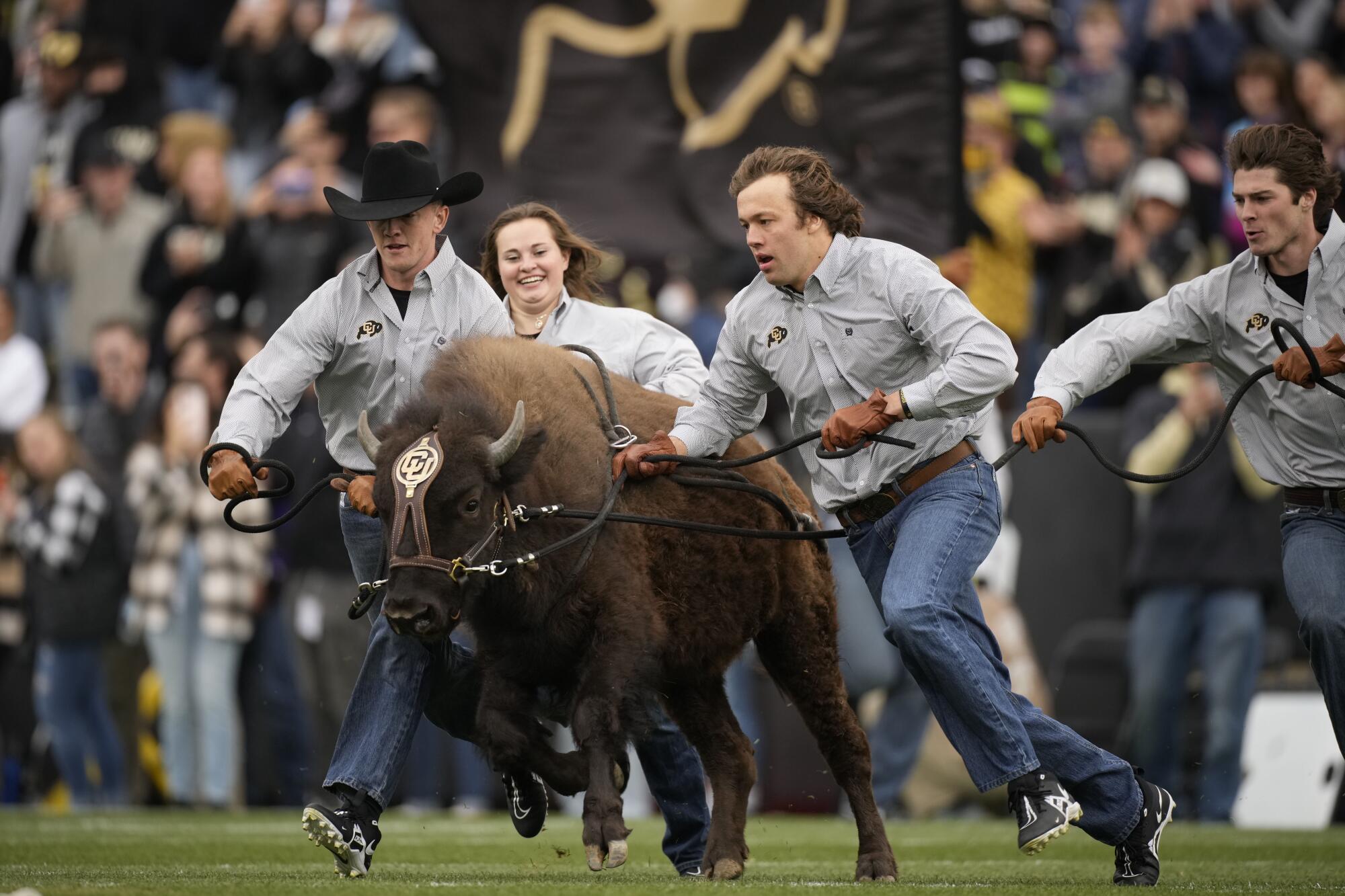 Handlers guide Colorado mascot Ralphie VI on ceremonial run.