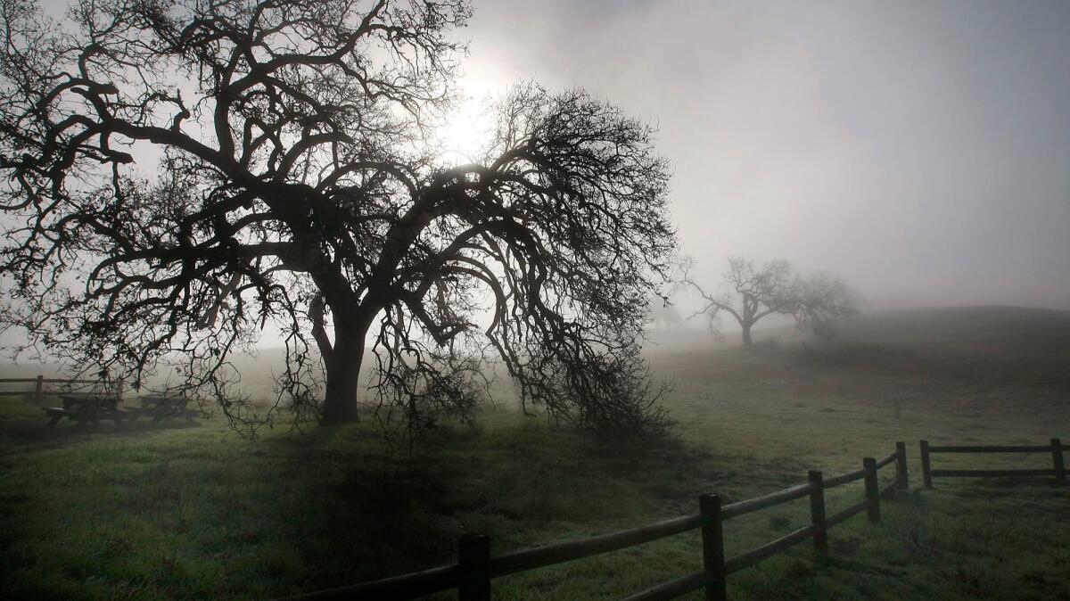 Morning fog in Chesebro Canyon in the Santa Monica Mountains National Recreation Area, which Anthony Beilenson helped protect..