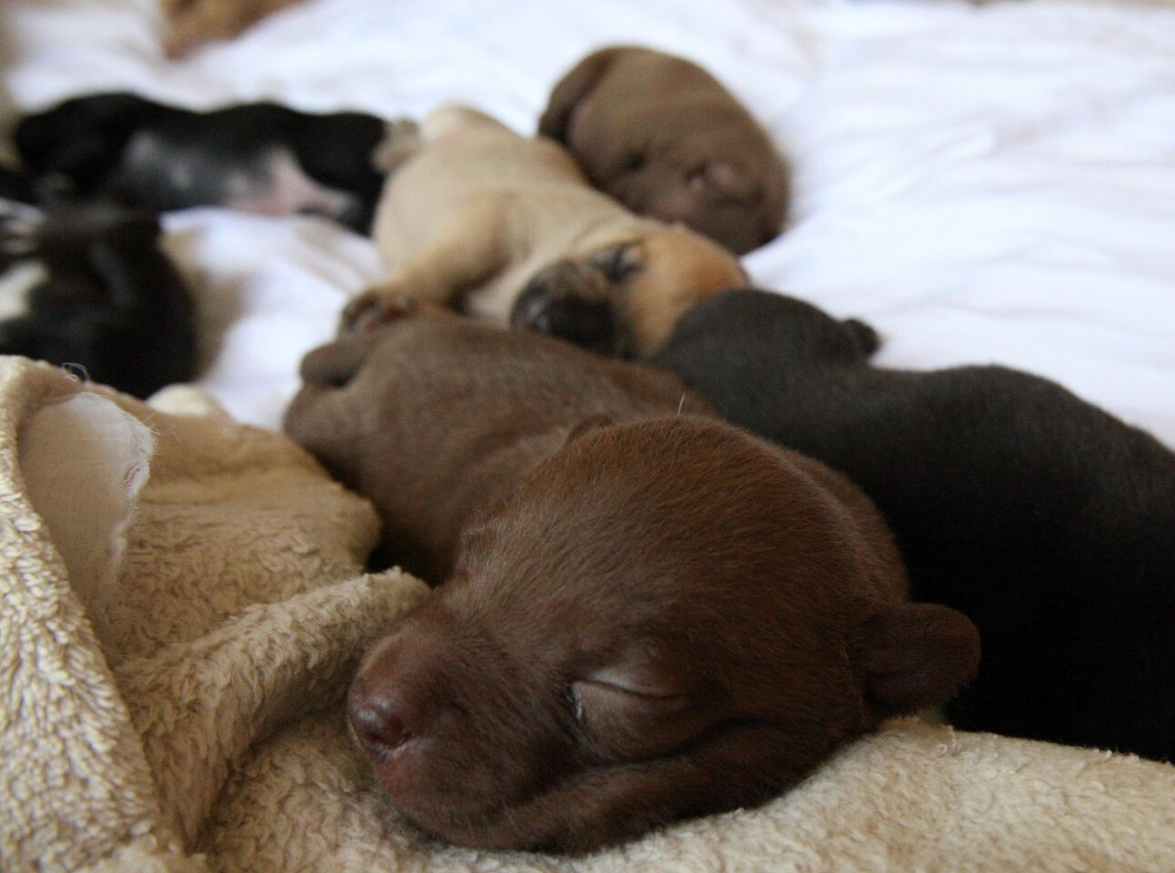 Photo Gallery: 8 puppies born after dog is rescued