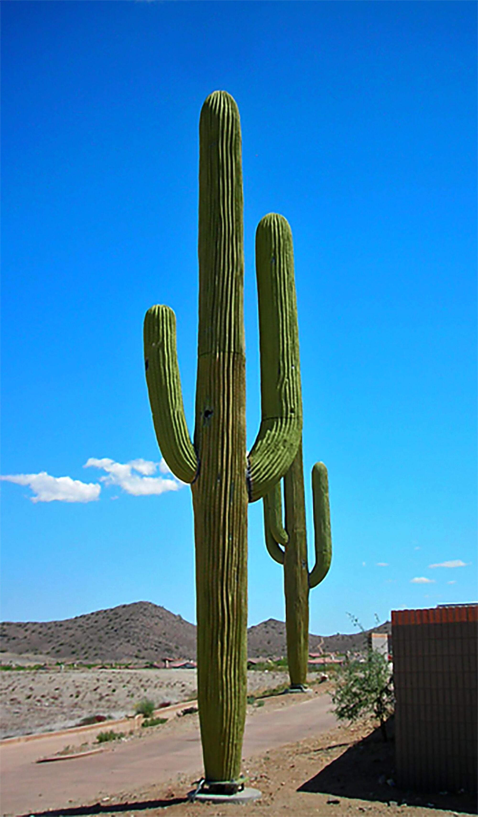 An image of a saguaro cactus cell tower.