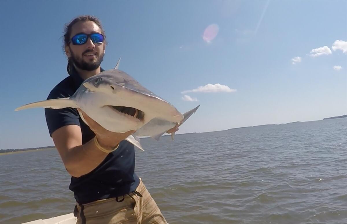 científico Bryan Keller sosteniendo un tiburón cabeza de martillo en el río North Edisto en Carolina del Sur. 