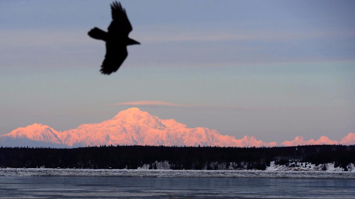 A raven rides a light breeze at Point Woronzof in Anchorage as Mt. Denali appears in the background. Delta is offering a $238 round-trip fare to Anchorage through the middle of spring.