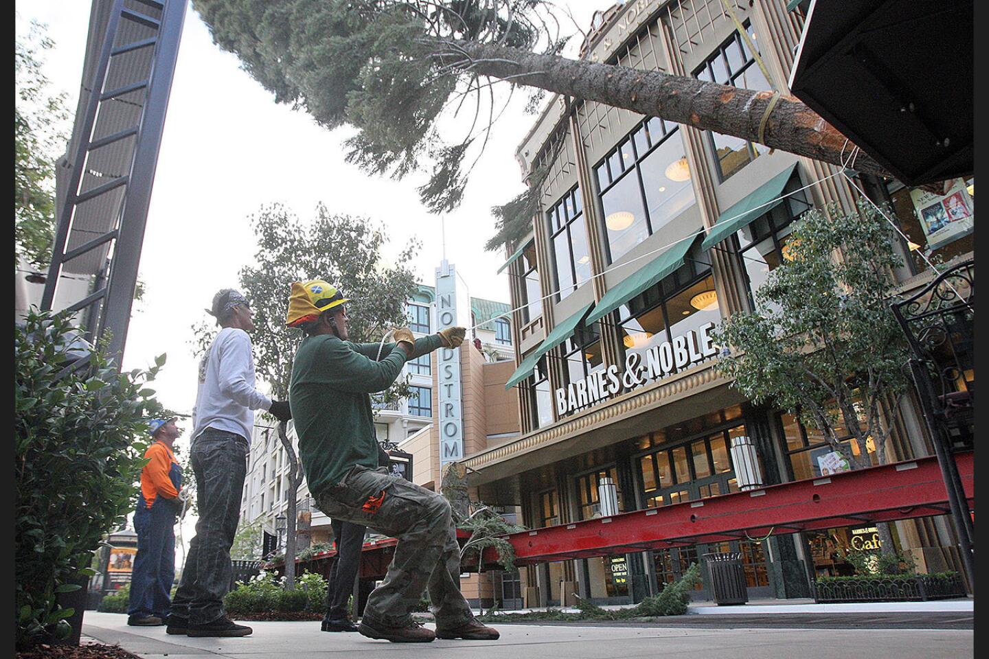 Photo Gallery: 100-foot, 13,000-pound tree delivered to Americana at Brand