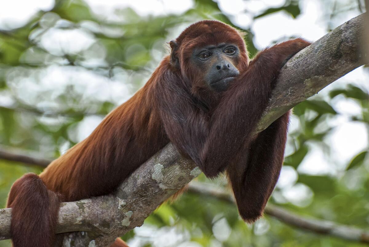 Un mono aullador, una de las varias especies de primates que viven en los bosques de la Amazonía peruana