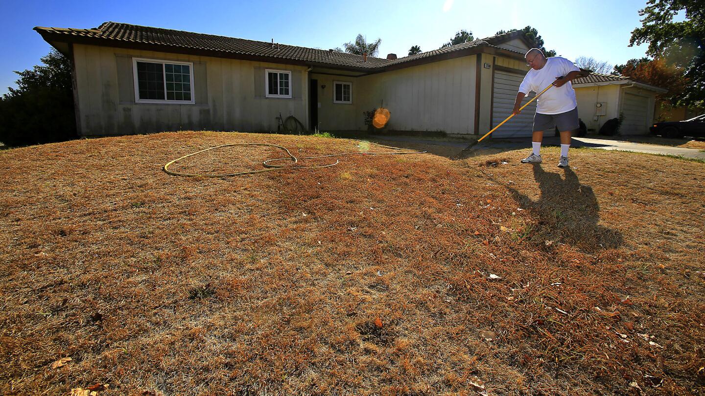 Phil Magos works in his dry yard in the Madera County community of Parkwood. In light of the drought, residents are prohibited from using water on their lawns.