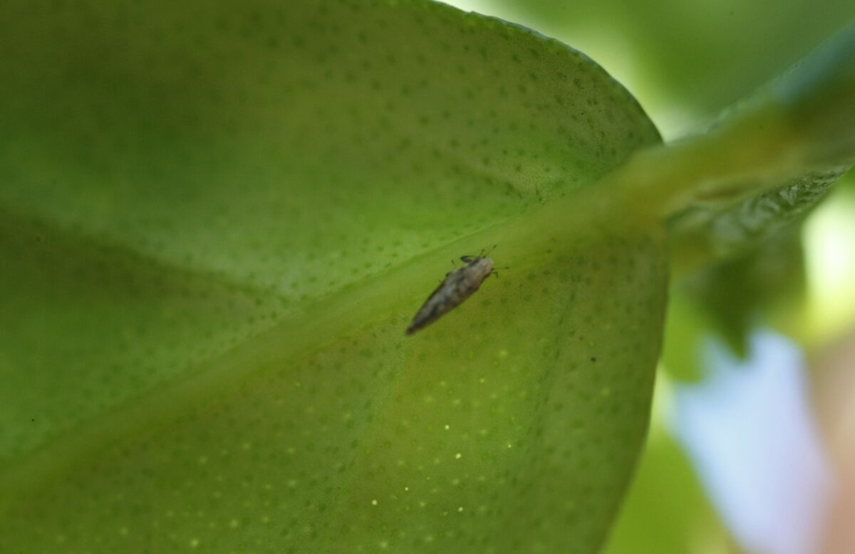JUNE 19, 2013. PICO RIVERA, CA. A 1/4-inch-long psyllid feeds on the leaf of a citrus tree in Pico Rivera, CA. The invasive species of insect have been spreading a deadly bacteria in citrus trees throughout the Southland. (Don Bartletti / Los Angeles Times)