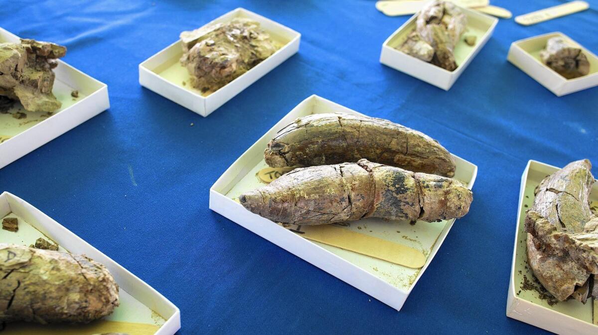 Fossilized teeth from a sperm whale were discovered at the Frank R. Bowerman Landfill in Irvine. The 40-foot whale is believed to have lived 10 million to 12 million years ago.