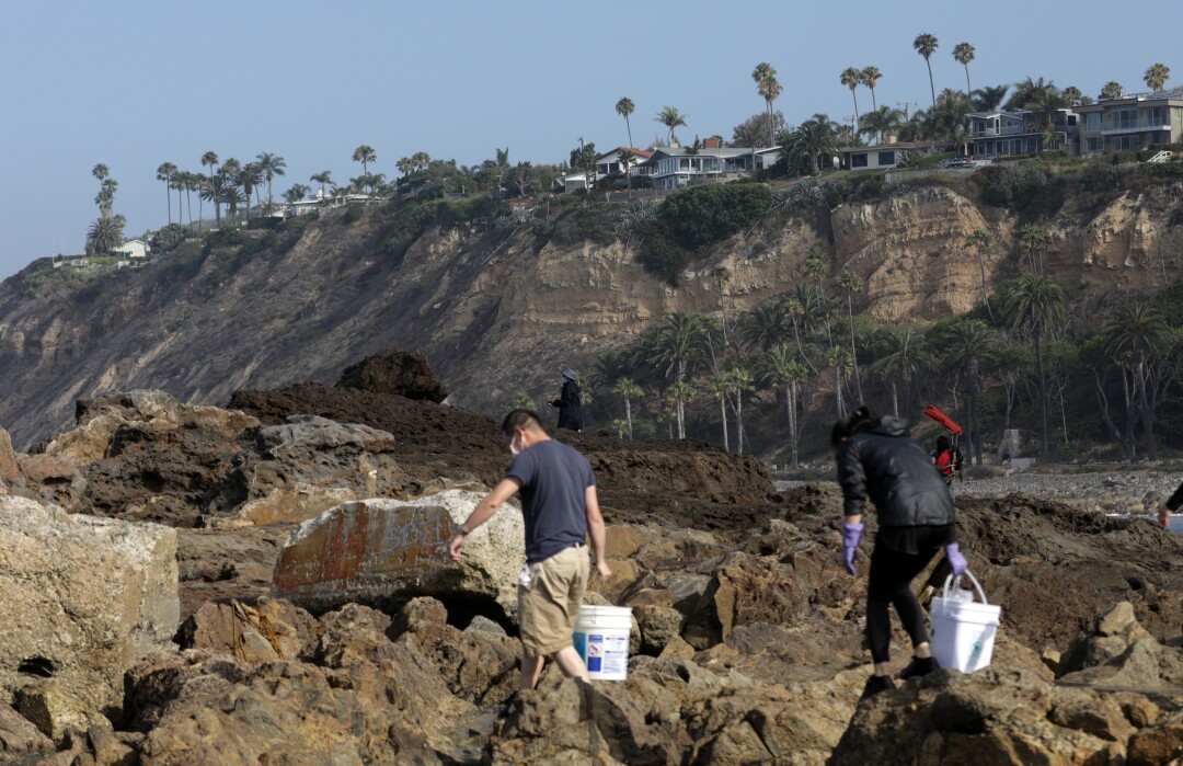 People show up with buckets to harvest marine creatures at tide pools.
