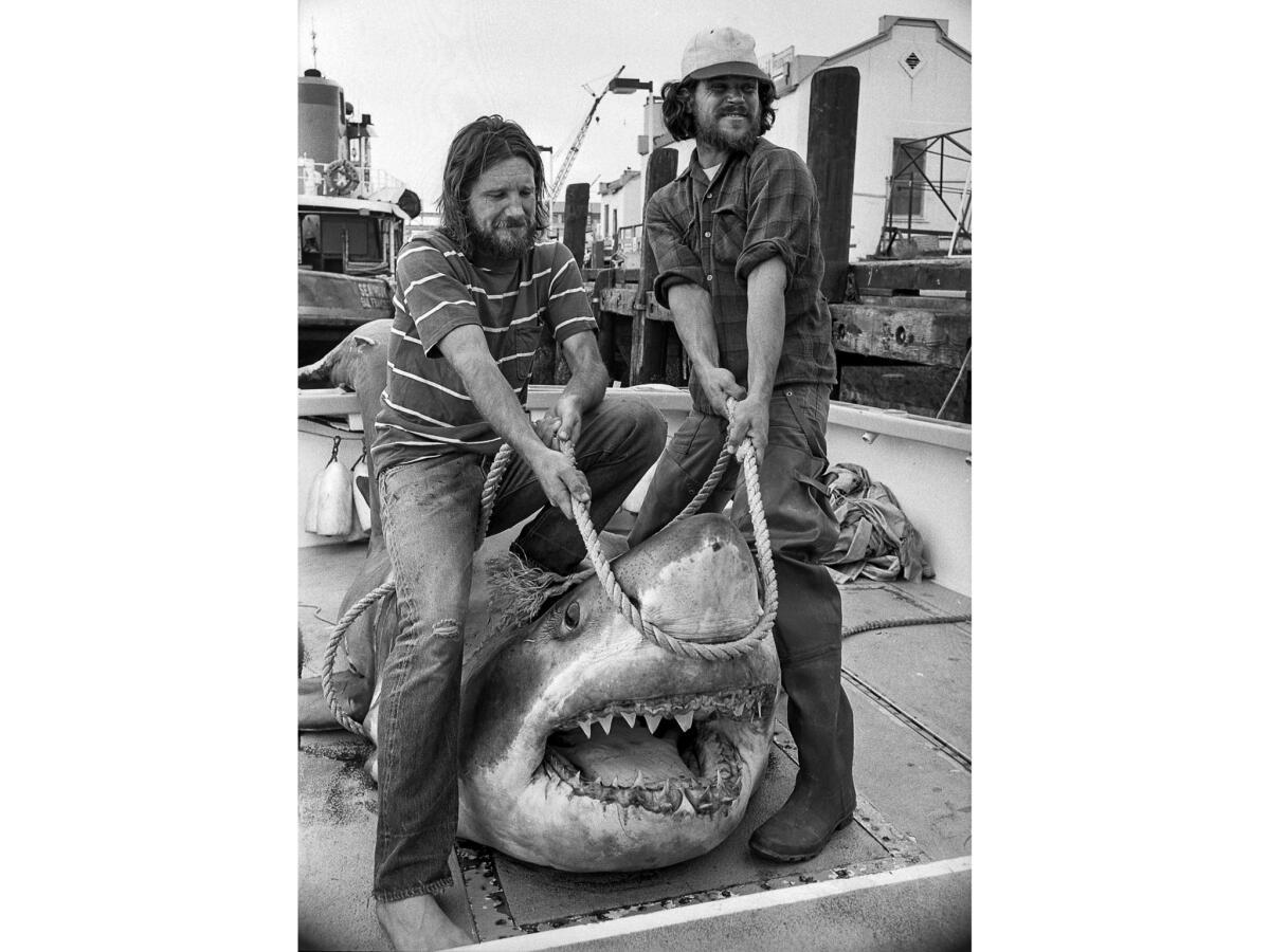 Aug. 20, 1976: The crew of the Dawn Renee, Jay Langham, left, and Hugh Inness-Brown open the mouth of 15-foot great white shark harpooned 10 miles off Catalina. Another boat's crew harpooned it but had to cut it loose. It was brought to San Pedro by Langham and Innes-Brown.