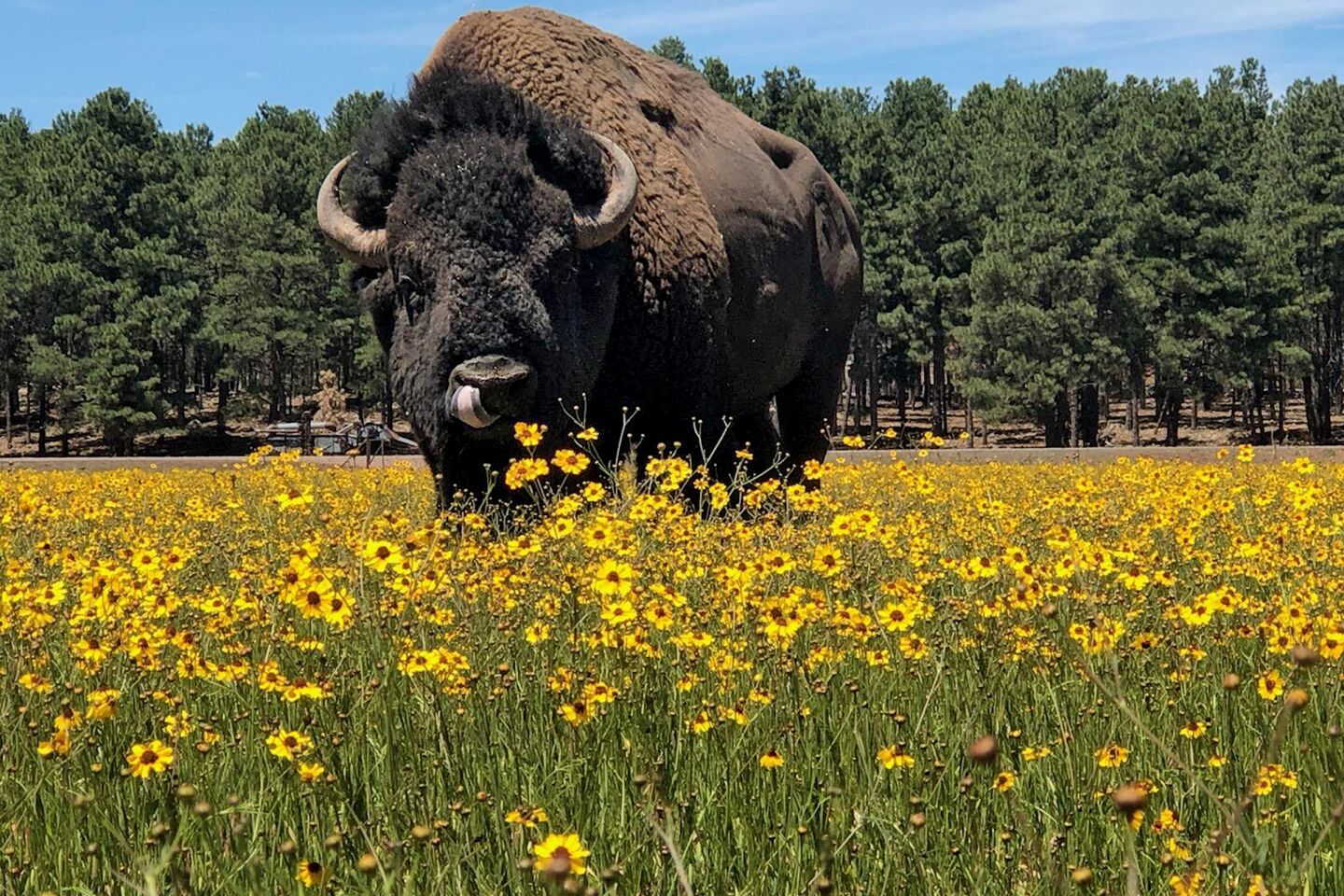 Sully the brown bison