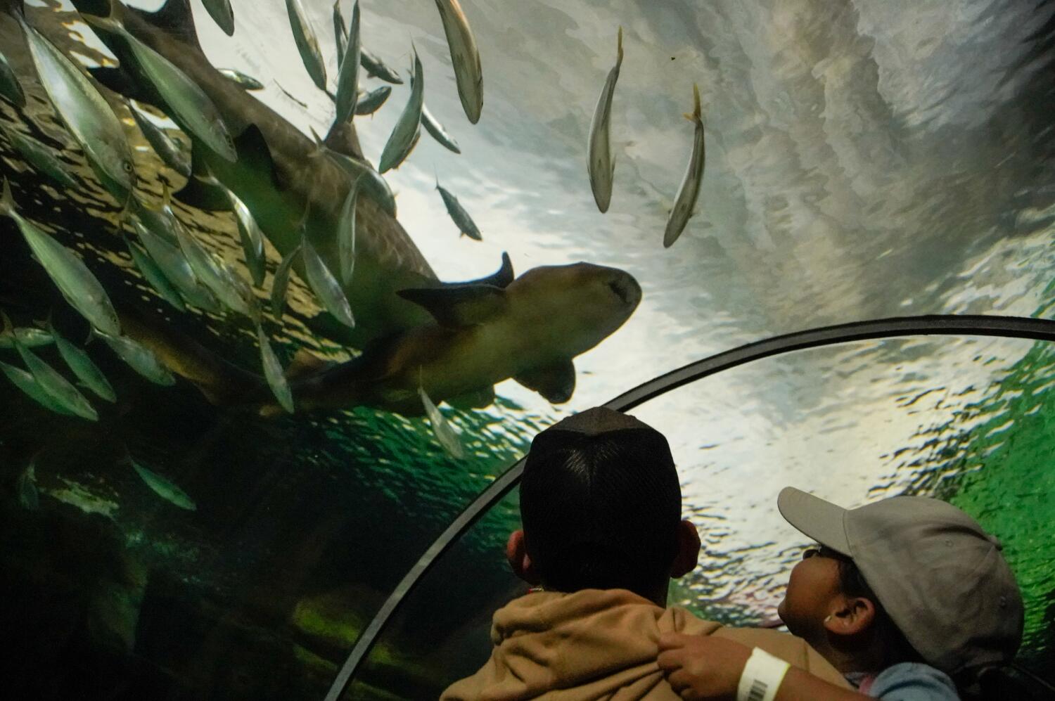 Park visitors get a close-up, underwater look at sharks at SeaWorld's Shark Encounter.
