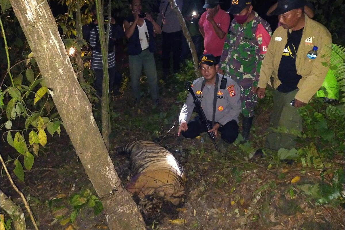 People surrounding carcass of a Sumatran tiger