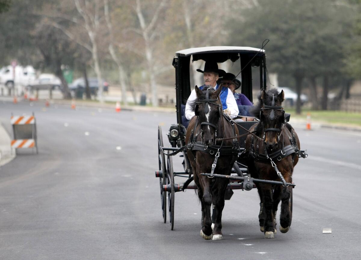 Dave Hoch drives his wife Diana Hoch, sitting in the back seat, in their 1895 Rockaway carriage east on Zoo Drive in Los Angeles on Thursday, January 30, 2014. The Hochs have had their vintage carriage for about three years and regularly use it to get around town. Pulling the carriage are TOV Patrick and TOV Ehtan Ember, Lippitt Morgan horses.