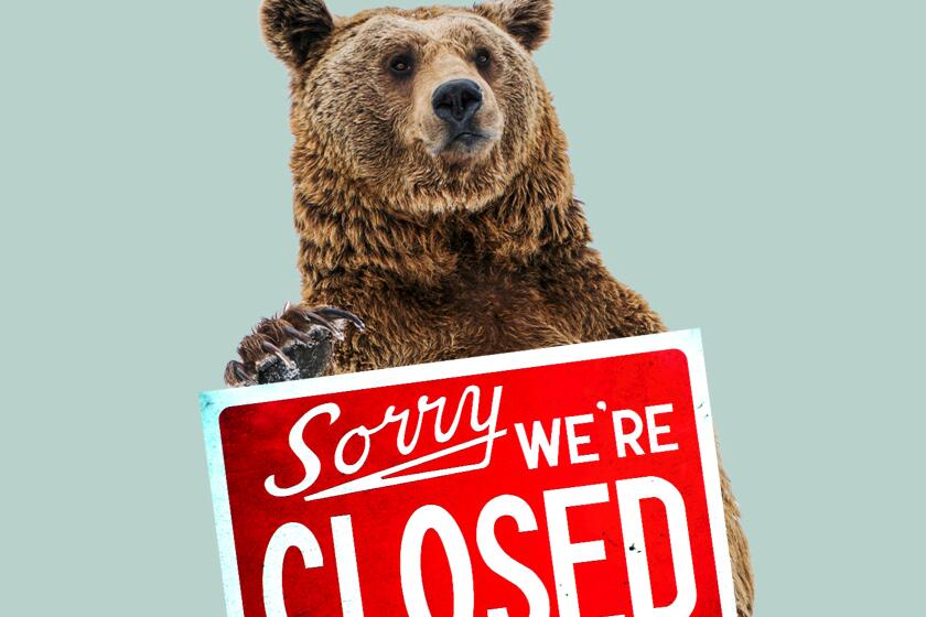 Bear holding a sorry we're closed sign