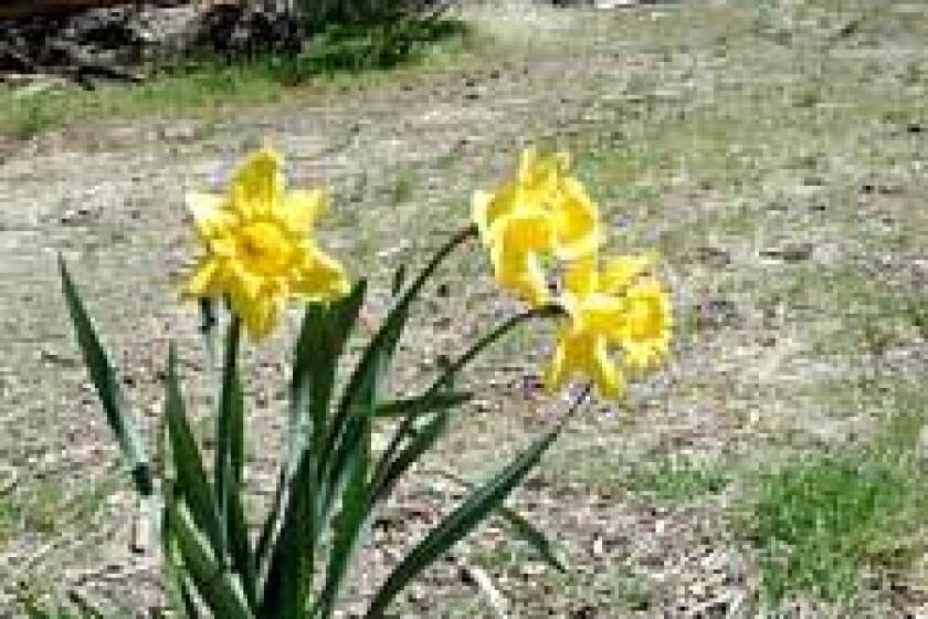 Daffodils, likely planted by a prior owner, stand out amid the native wildflowers.