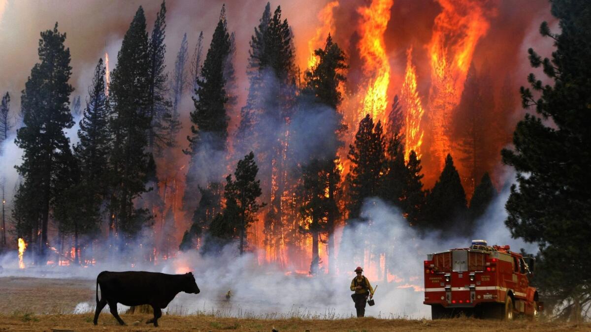 The Rim fire burned a quarter of a million acres in and around Yosemite National Park in 2013.