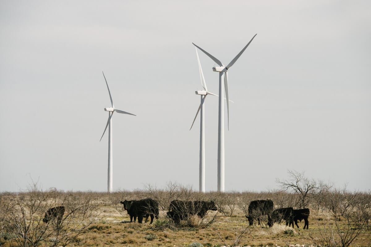 El ganado pasta entre las turbinas eólicas cerca de Stanton, Texas.