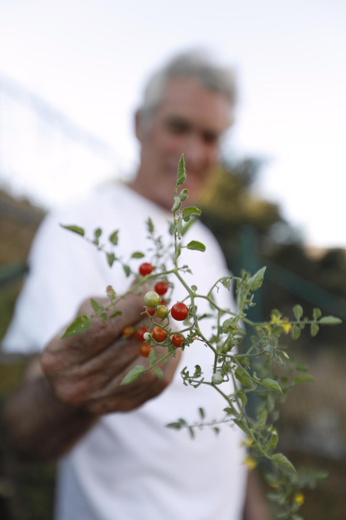 Jefferson “Jay” Wagner and his girlfriend, Candace Brown, lost their home in the Woolsey fire, but their terraced garden of grapes, tree fruits and flavorful cherry tomatoes grew back this spring, without any irrigation or tending.