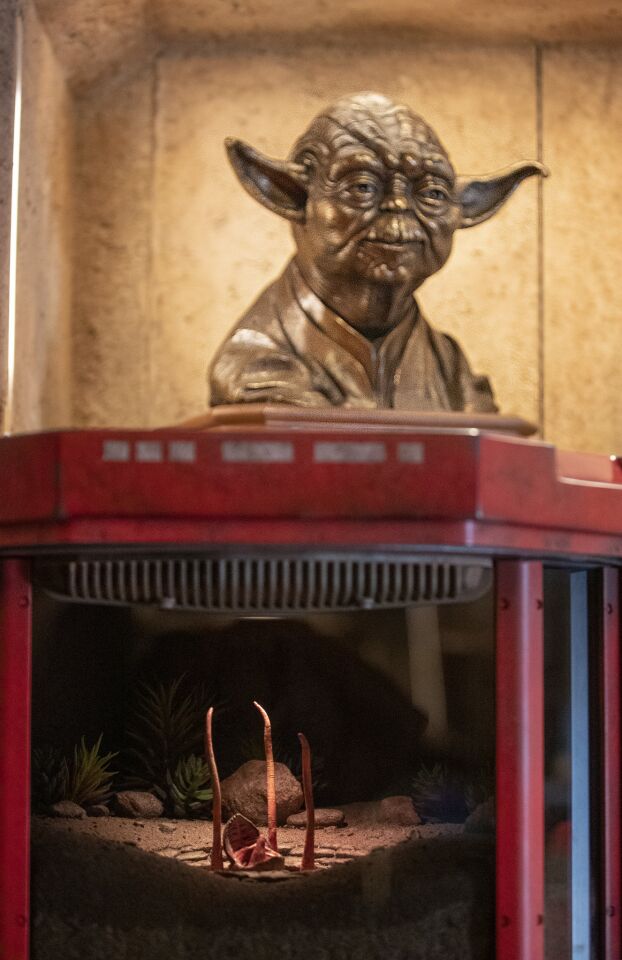 A Yoda bust in Dok-Ondar's Den of Antiquities.