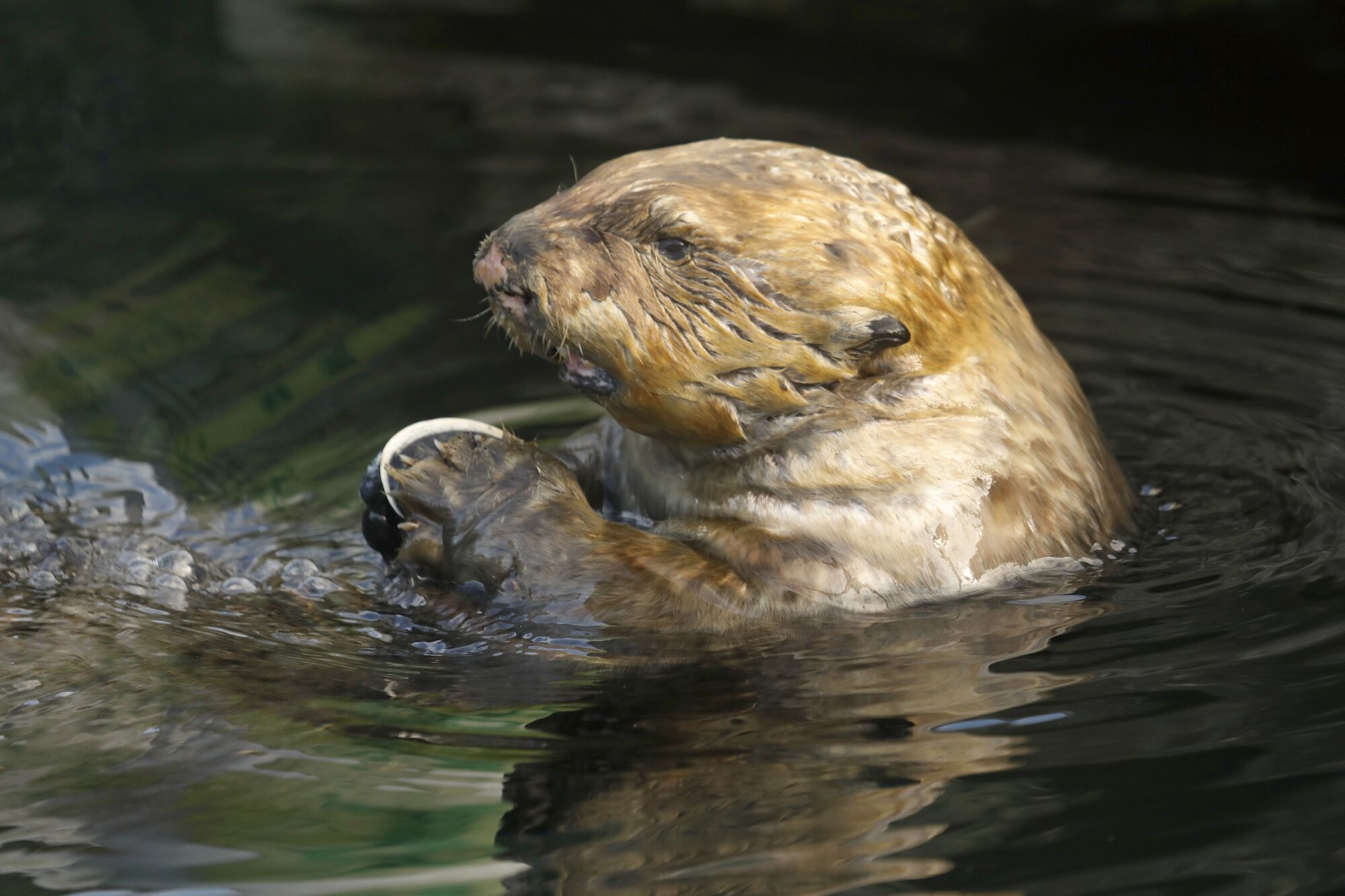 A sea otter in the water eating shellfish 