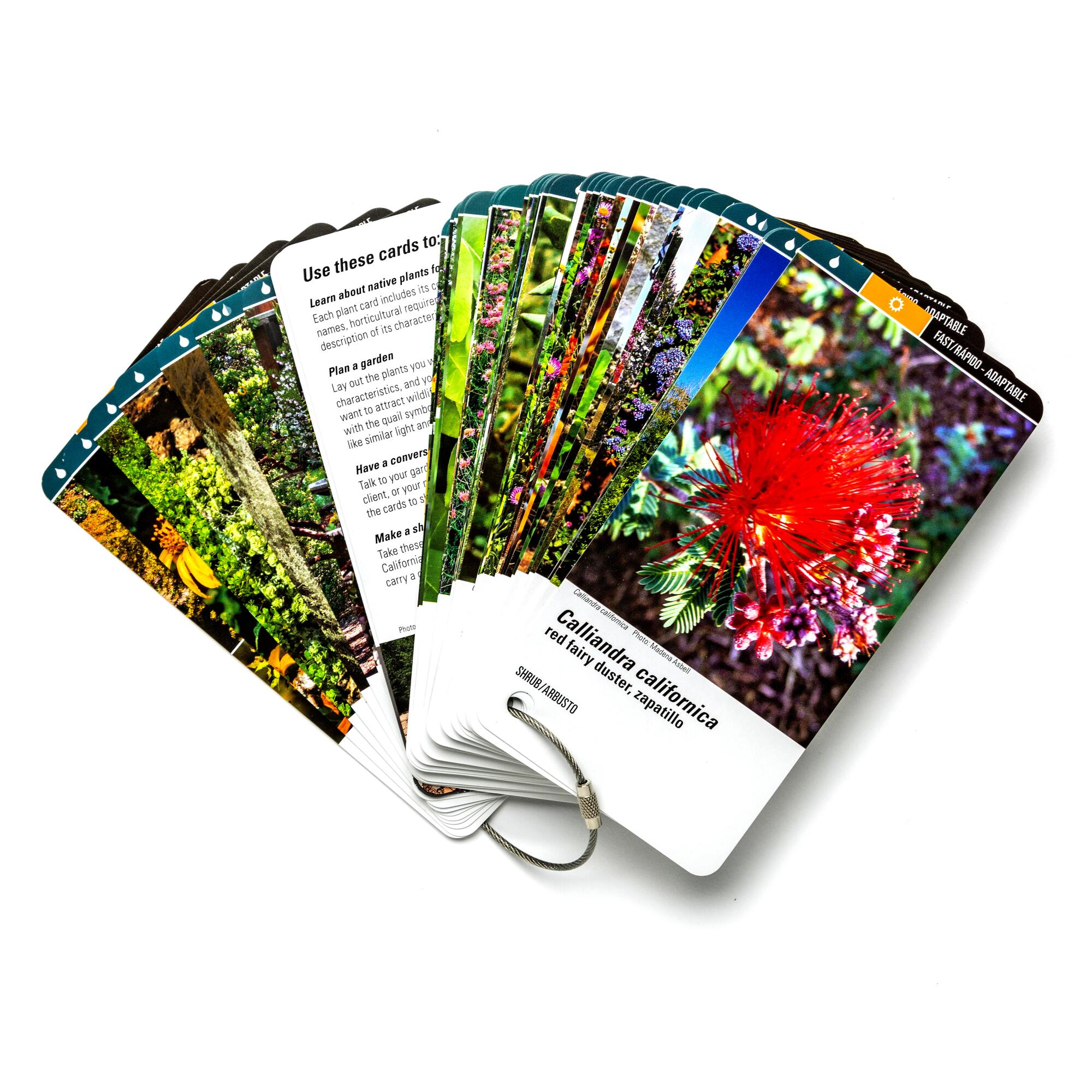 The Theodore Payne Foundation for Wild Flowers & Native Plants has created a clever set of flashcards.
