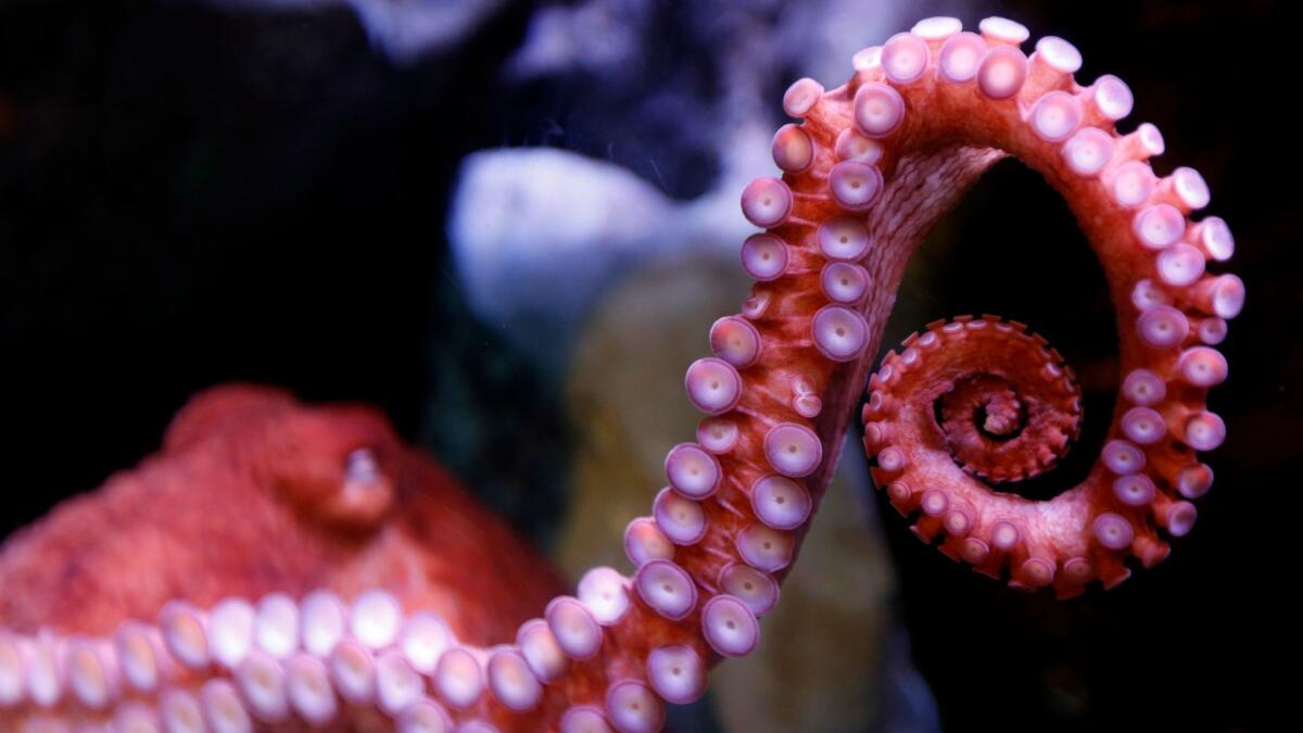 An octopus at The Aquarium of the Pacific in Long Beach. Author Peter Godfrey-Smith, a philosopher of science, also spends time under the sea with octopuses and cuttlefish.