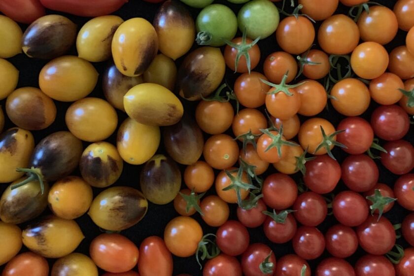 Tomatomania's selection of cherry tomatoes come in every color and multiple sizes.