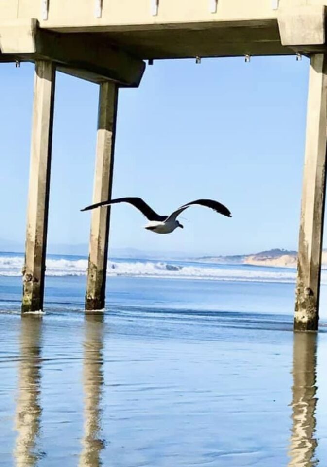 seagull pier