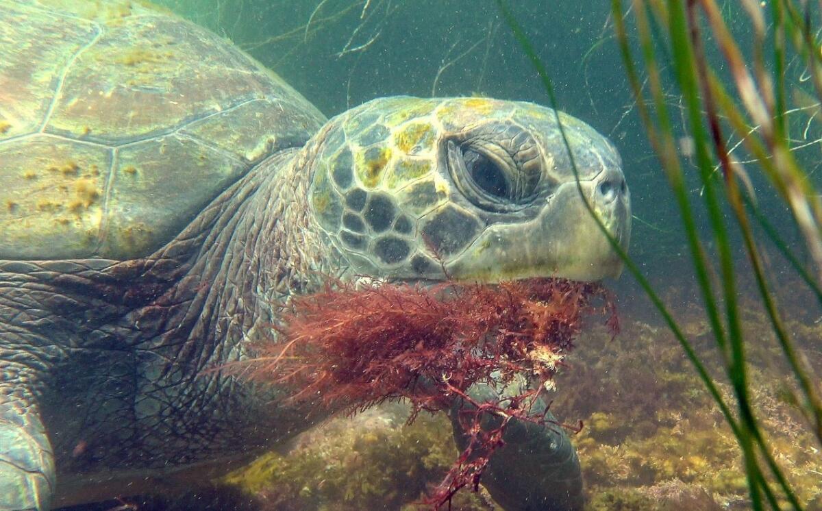 An East Pacific green sea turtle eats red algae in La Jolla Cove