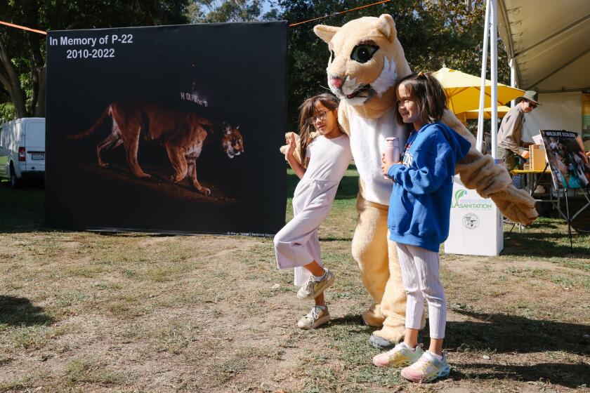 Los Angeles, CA - October 22: Aria Cogan, left, and Lydia Cogan, right, pose with a human dressed as a mountain lion during a gathering to honor the famed P-22 at Griffith Park on Sunday, Oct. 22, 2023 in Los Angeles, CA. P-22 was a mountain lion that crossed two freeways to make his home in Griffith Park before passing away in December 2022. (Dania Maxwell / Los Angeles Times)
