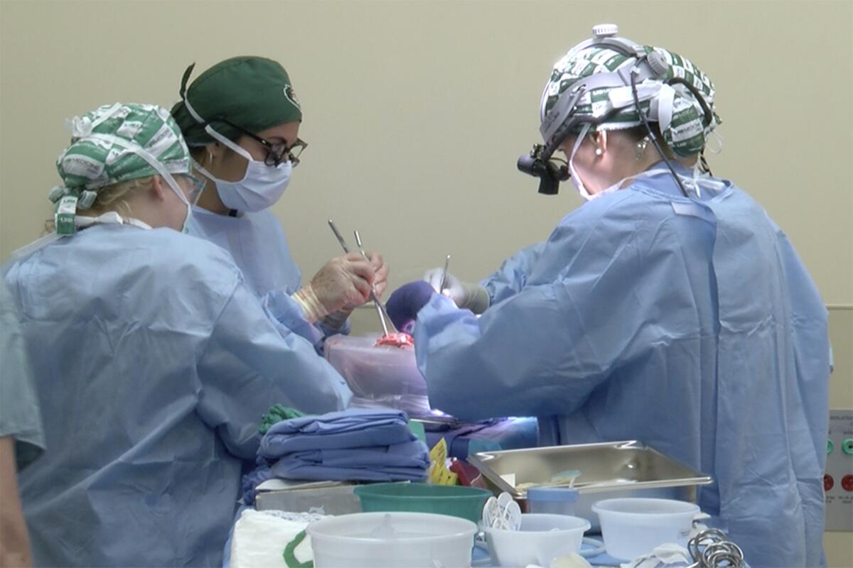 Surgeons prepare to transplant kidneys from a genetically modified pig into the body of a deceased recipient.