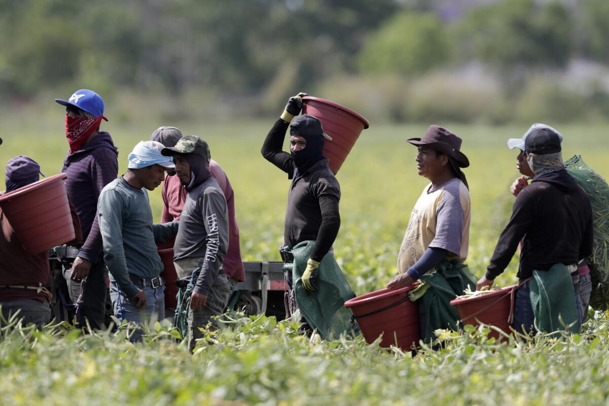 Farmworkers in a field.