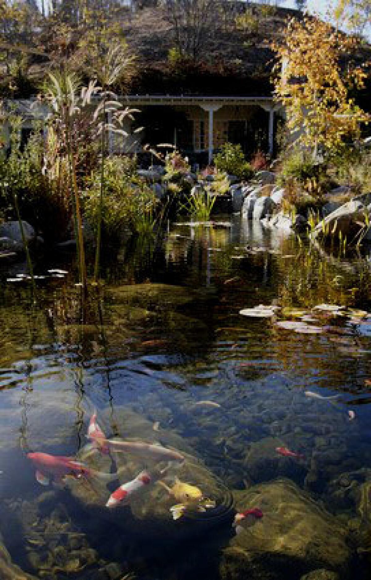 Kim and Jim Johnson have a landscaped koi pond with a waterfall in the frontyard of their Shadow Hills home. Koi signify good fortune in Asian culture; Chinese feng shui texts point out the beneficent effects of having a pond full of the bright-colored fish.