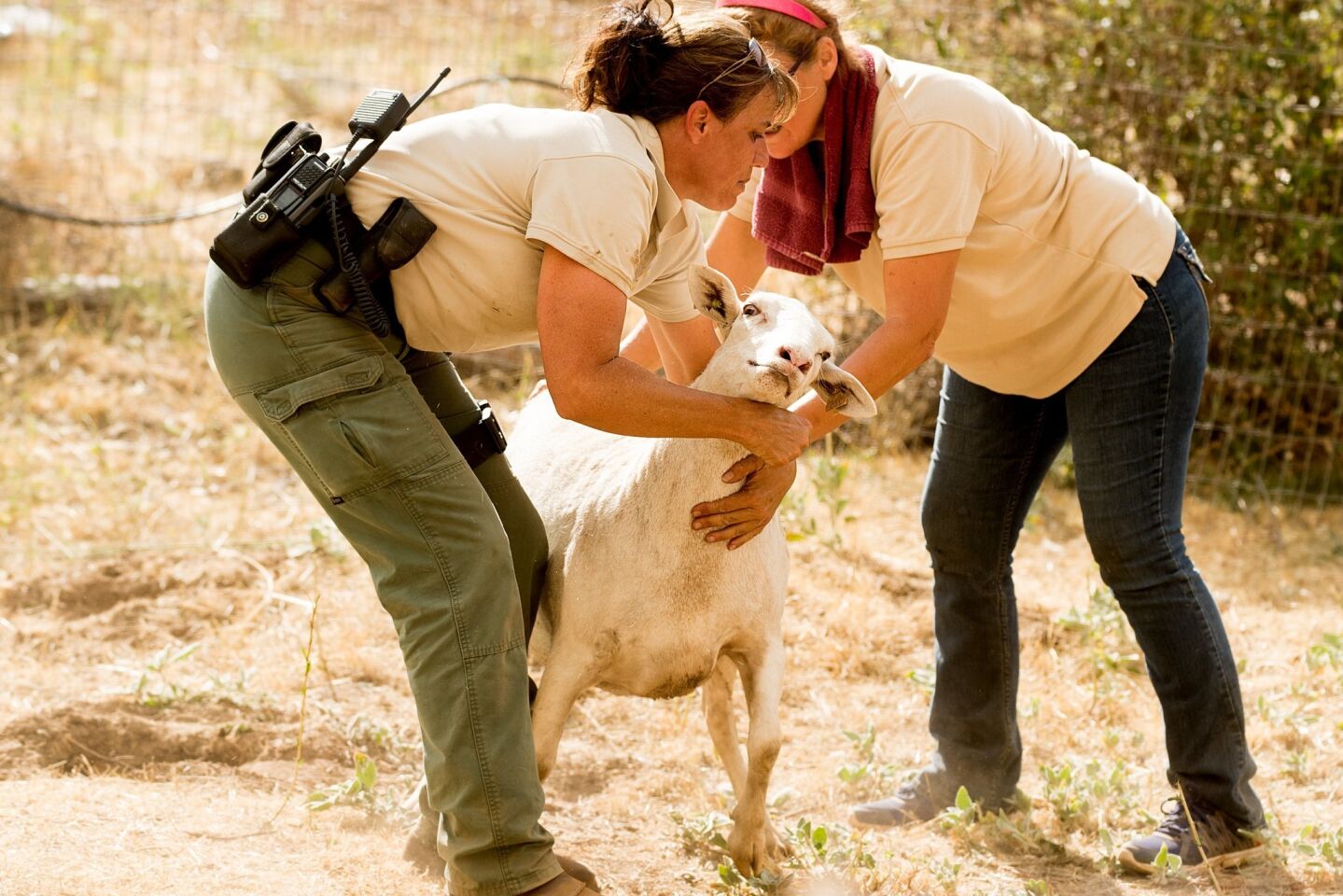 Animal control officers struggle on July 17 with a sheep while trying to evacuate the animal as the Detwiller fire burns nearby in Bear Valley.