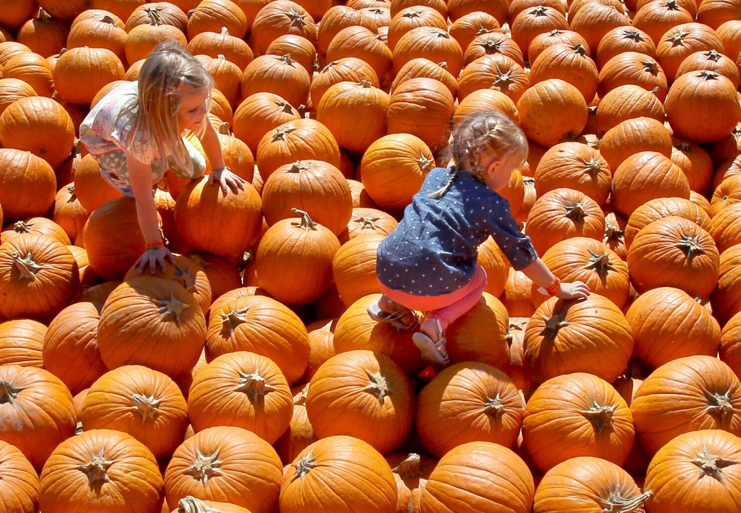 Pumpkin patches around San Diego County