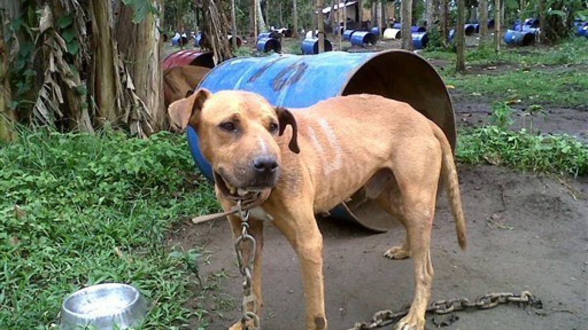 how big should a dog house be for a pitbull