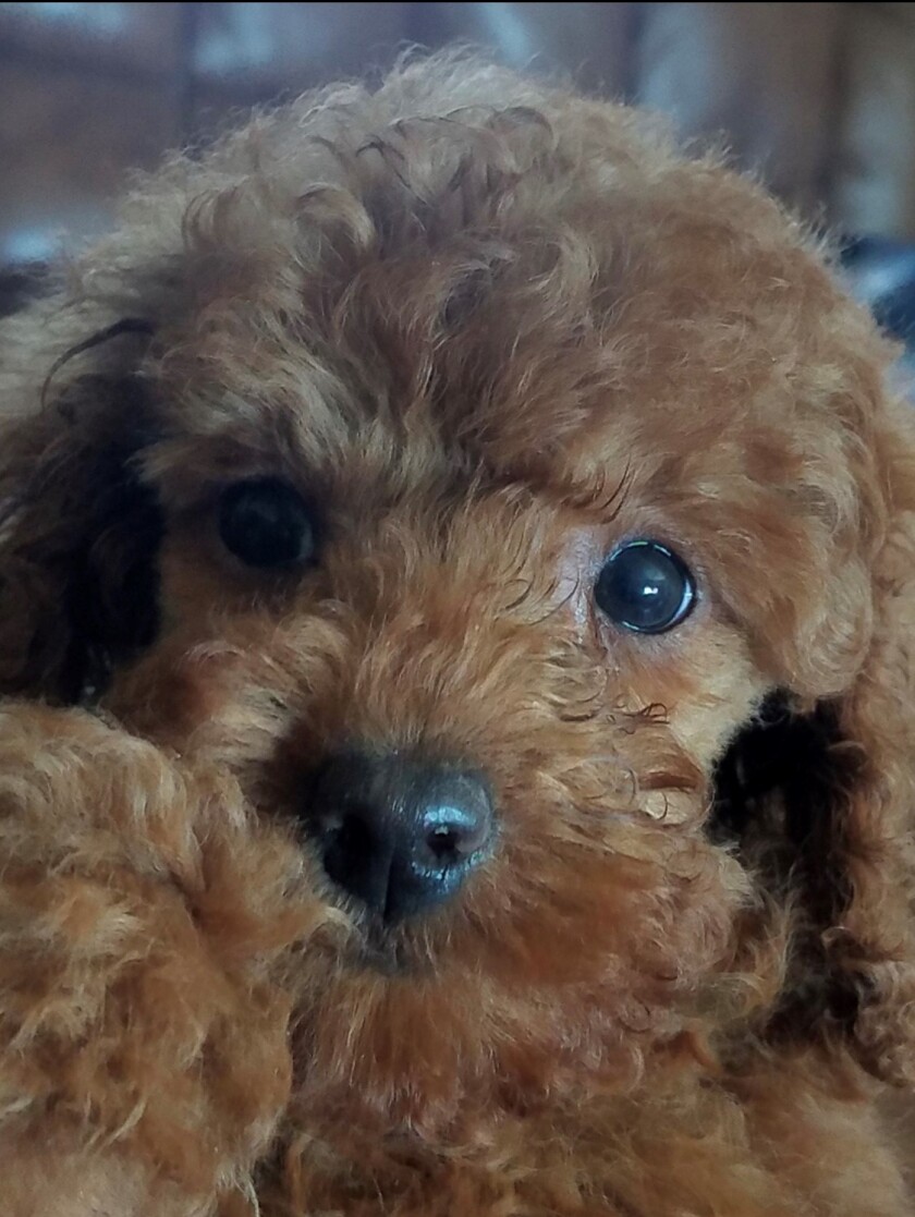Coronavirus Spurs Increase In Pet Adoption And Fostering Los