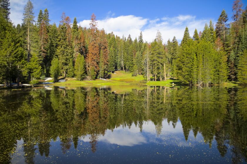A sequoia forest is reflected on the man-made Montecito Sequoia Lodge Lake.