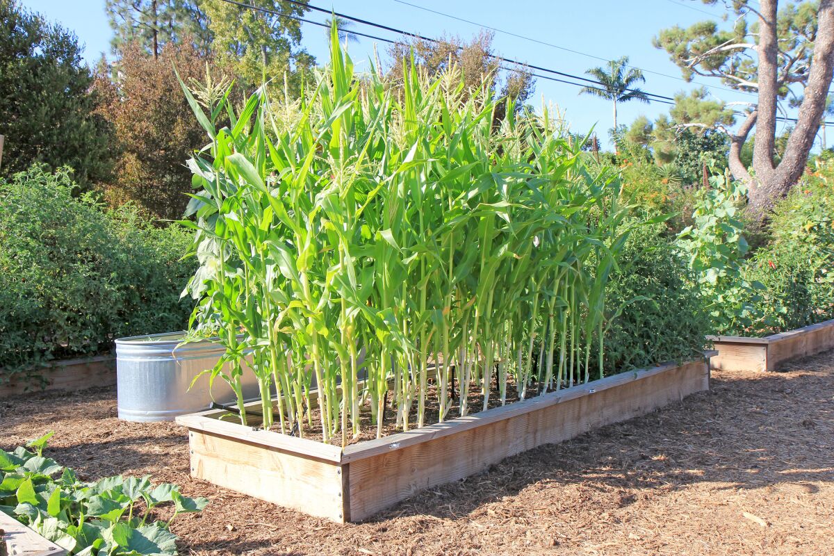 Corn grows best in late spring and early fall. Be sure to choose varieties that grow well in San Diego County.