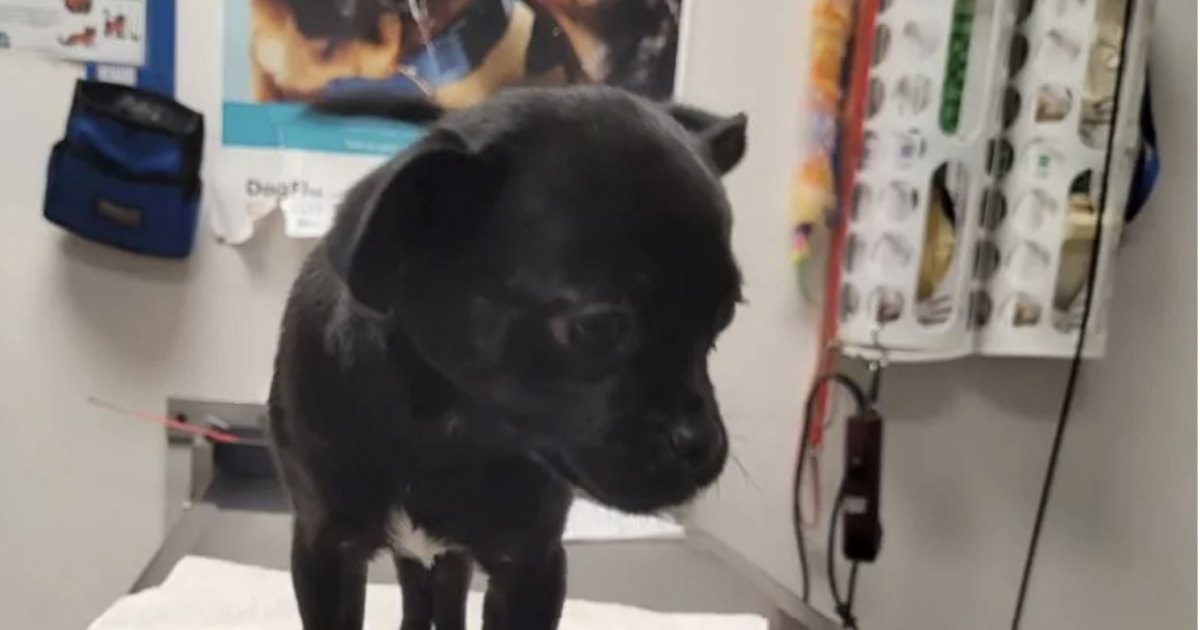 Man arrested on animal cruelty charge; puppy 'Raisin' is recovering(01)