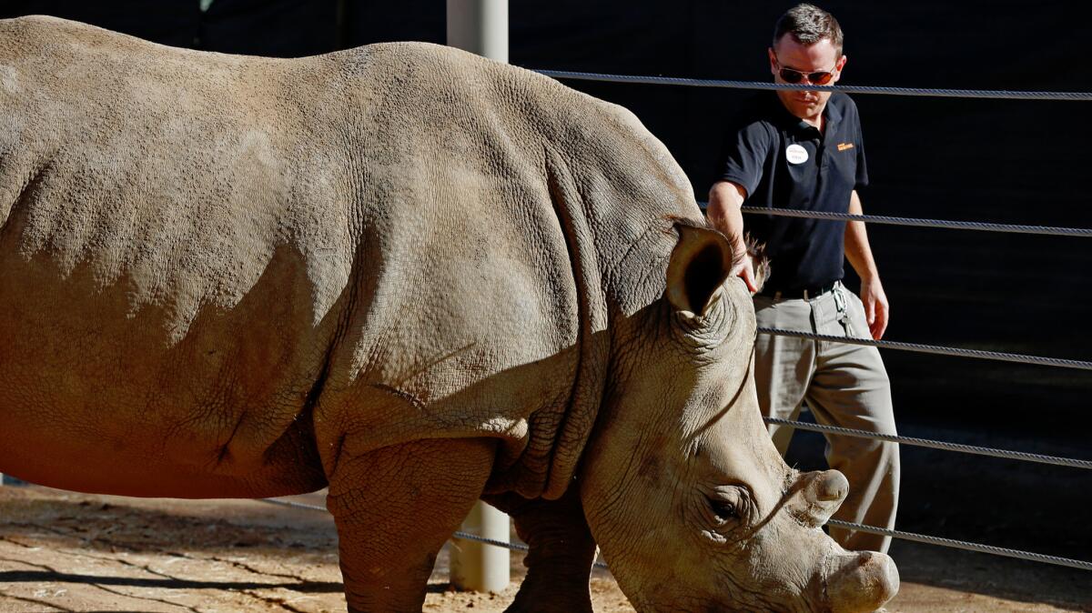 Steve Metzer, animal care manager at the San Diego Safari Park rubs a southern white rhino that recently arrived from South Africa.