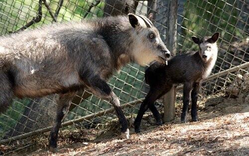 A baby Japanese serow and its mother at the Los Angeles Zoo. The baby serow was born on June 20.