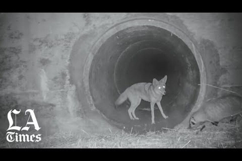 This coyote playfully pounces at its new badger friend