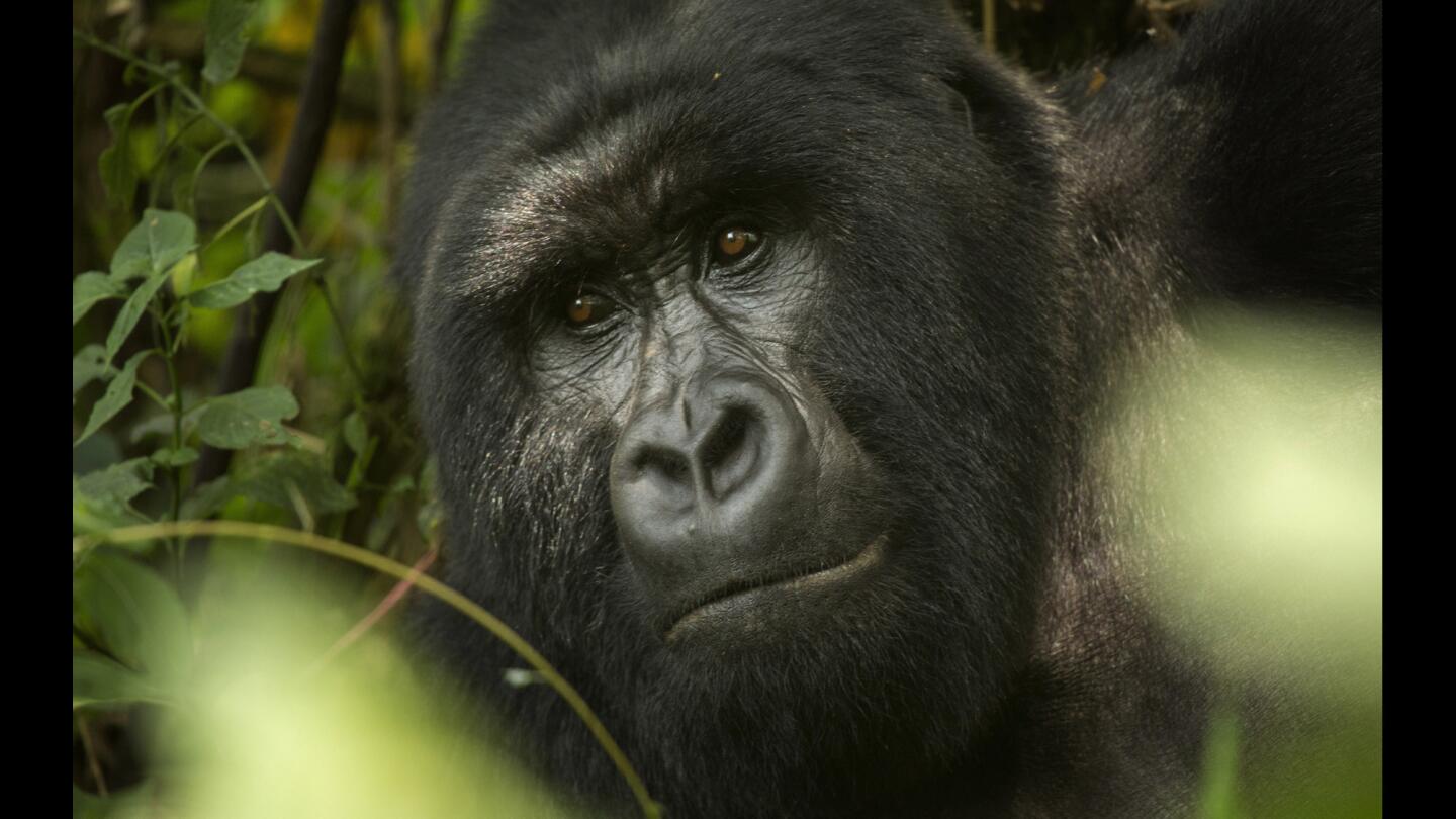 Virunga National Park in the Democratic Republic of Congo is home to mountain gorillas as well as lowland gorillas and chimpanzees.