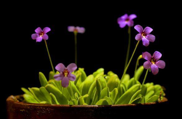 Carnivorous plants