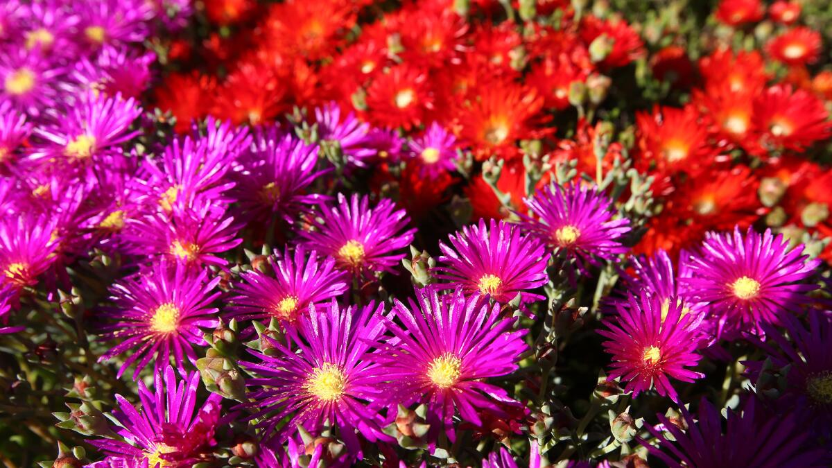 The drought doesn't mean your HOA landscaping has to look like a wasteland. Above: Drought-tolerant ice plant grows in Burbank.