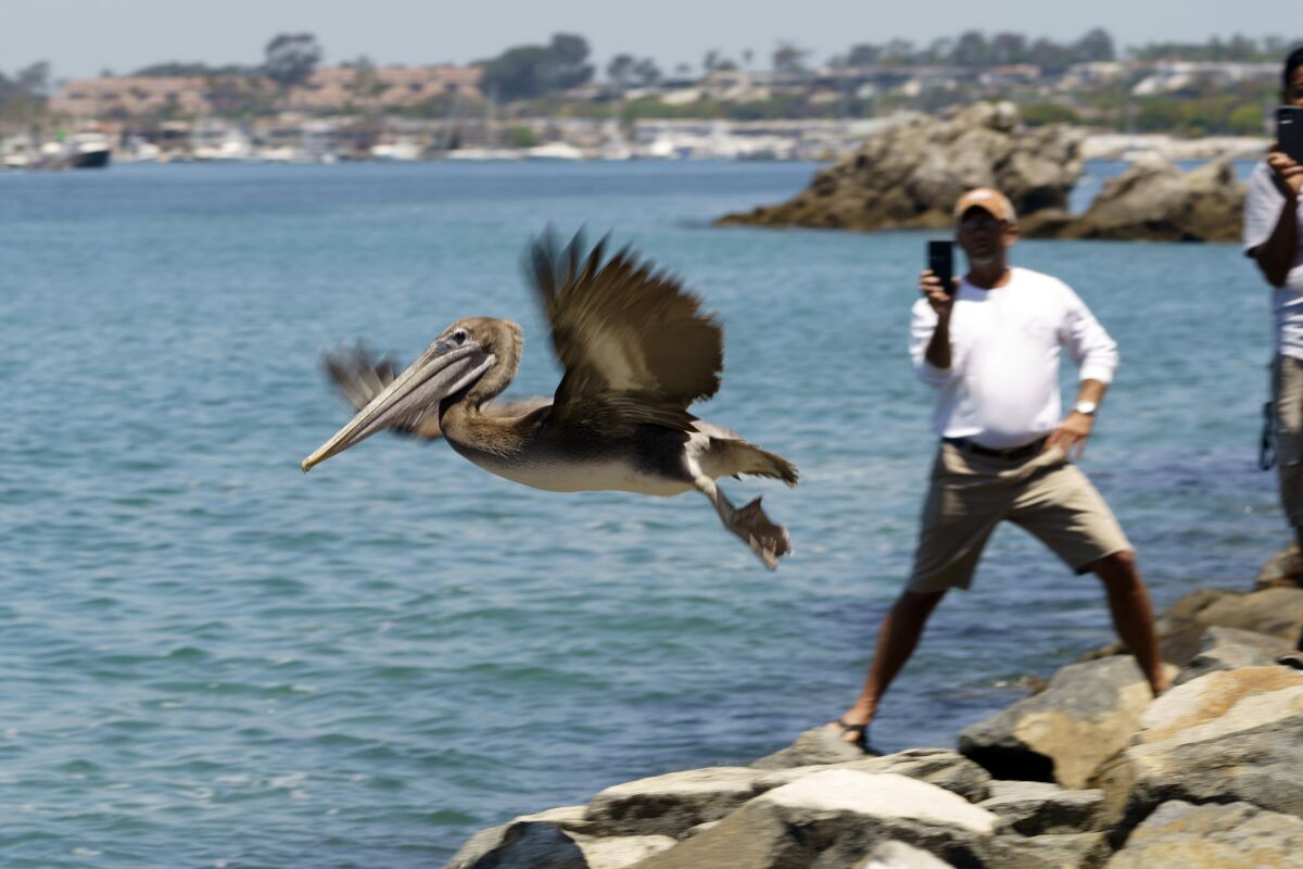 A Brown pelican flies into the wild at Corona Del Mar State Beach in Newport Beach, Calif., on Friday, June 17, 2022. The twelve Brown Pelicans were victims of the recent Southern California mass-stranding event. (AP Photo/Damian Dovarganes)