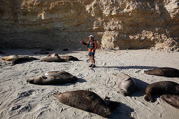 Brent Stewart, a research biologist with the Hubbs-SeaWorld Research Institute, looks for tagged northern elephant seals at Cardwell Point on San Miguel Island. Stewart has been studying the animals for 30 years.