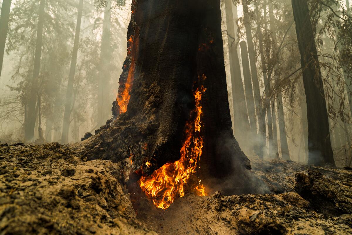 A tree burns in Big Basin Redwoods State Park in August  2020.