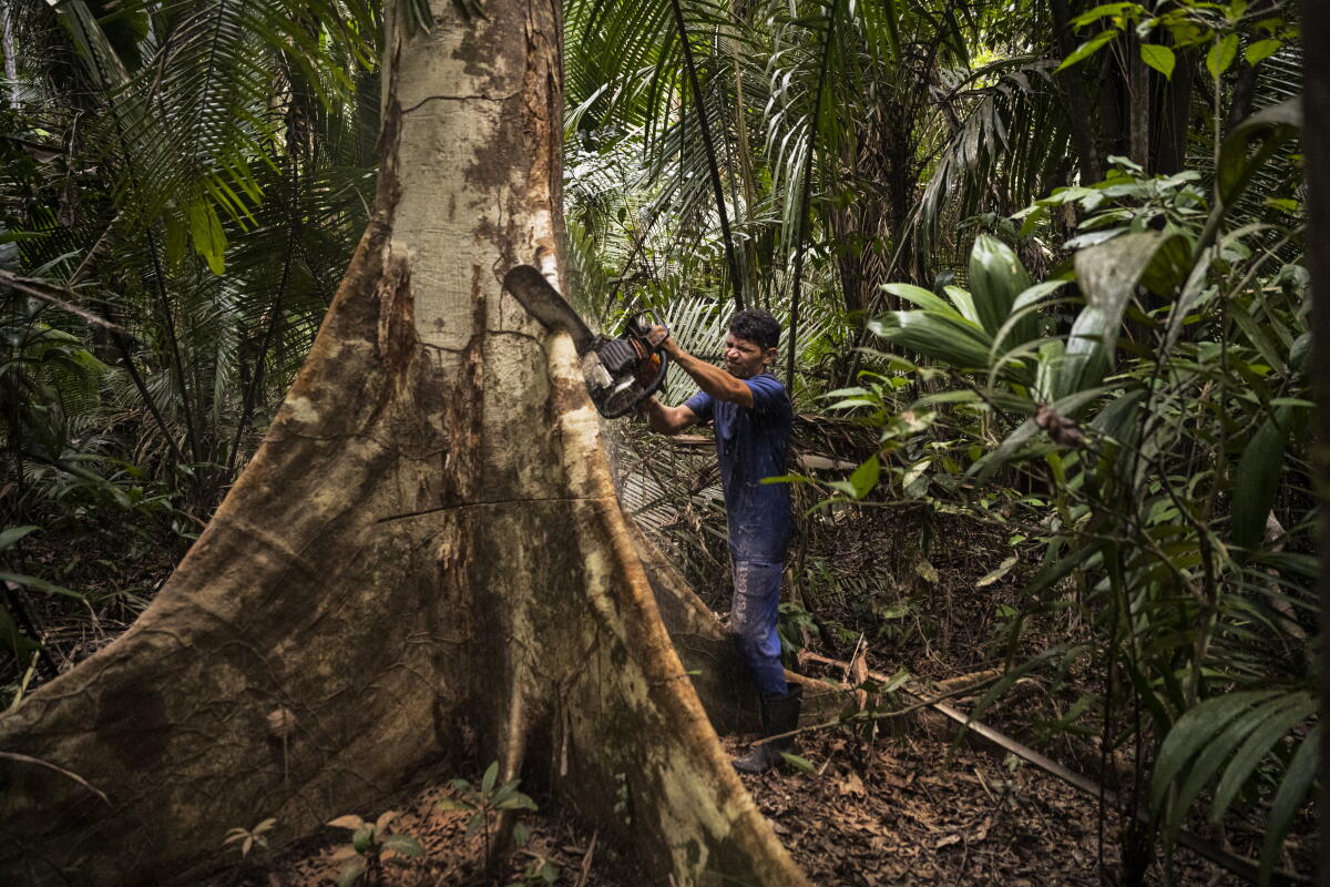 Amazon In Brazil Future of Amazon rainforest policies at stake in Brazilian presidential ...
